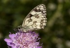 melanargia occitanica