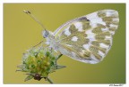 Pontia edusa Pontia edusa