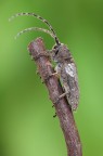 Niphona picticornis (Mulsant, 1839) - Cerambycidae