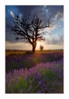 Dead tree and live fields Dead tree and live fields