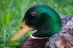 Duck Duck