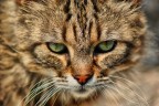 Gatto (HDR) Gatto (HDR)