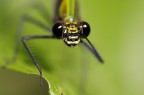 The dragonfly's ghost... The dragonfly's ghost...