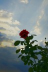 una rosa nel cielo