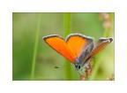 Orange Orange