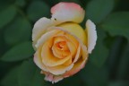 Rosa Rosa
