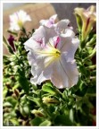 flower flower