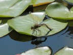 Libellula Libellula
