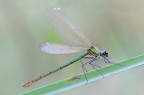 Calopteryx splendens Calopteryx splendens