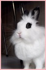 Memole the pink bunny Memole the pink bunny