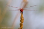 Il Barone rosso
