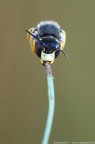 Anthidiellum strigatum s.l. - Megachilidae  vista frontale