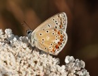 Aricia agestis