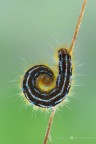 Malacosoma neustria Malacosoma neustria