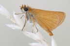 Hesperidae Hesperidae
