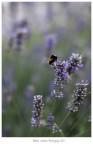 Perfume of lavender Perfume of lavender
