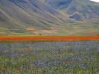 il colore forte il colore forte