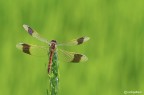 Sympetrum pedemontanum ambientato Sympetrum pedemontanum ambientato