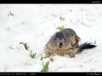 Marmotta # 3