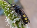 imenottero(Philantuhus triangulum)