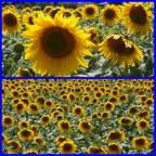 Girasoli in Provenza. Canon 40D
