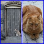 Provenza-Chat de Provence.