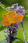 argynnis argynnis