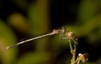 Libellula Libellula