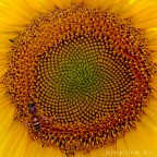 Giallo e nero Giallo e nero