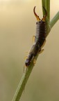 forficula forficula