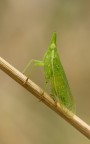 Homoptera