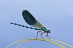 Calopteryx