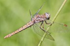 Libellula Libellula