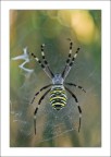 Argiope