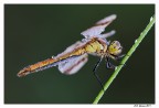 Libellula