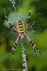 Argiope, il ragno del sole. Argiope, il ragno del sole.