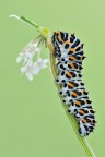 Papilio machaon
