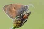 Coenonympha pamphilus