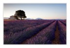The house of lavender fields The house of lavender fields