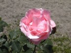 Rosa Rosa