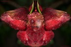 BOCCIOLI DI ROSA ROSSA BOCCIOLI DI ROSA ROSSA