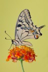 ...Papilion su Lantana... ...Papilion su Lantana...