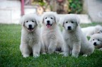i tre moschettieri i tre moschettieri