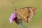 Fabriciana adippe Fabriciana adippe