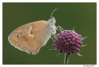 Coenonympha pamphilus