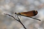 Calopteryx haemmorrhoidalis