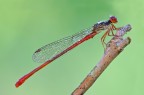 Ceriagrion tenellum