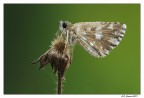 Pirgus Malvoides Pirgus Malvoides