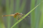 Orthetrum brunneum