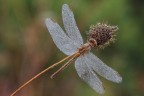 ...Libellula ...!!! ...Libellula ...!!!